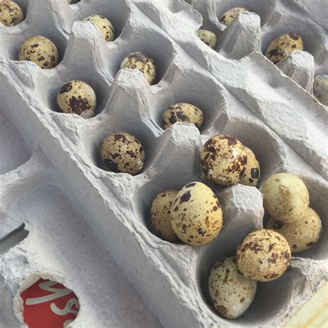 These are shipped as soon as they are laid, for best incubation results. . Bobwhite quail eggs for hatching for sale